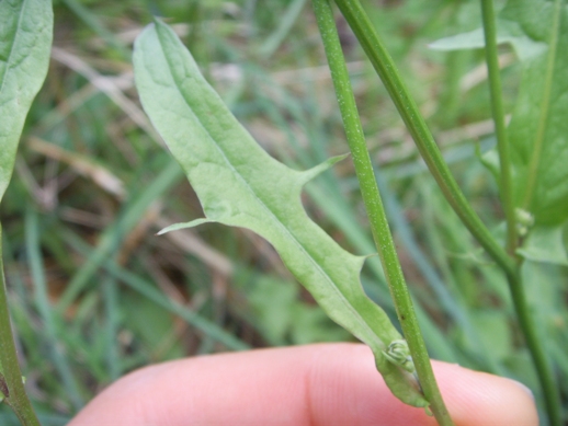 Crepis leontodontoides / Radicchiella italica